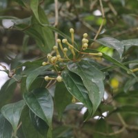 Syzygium cylindricum (Wight) Alston